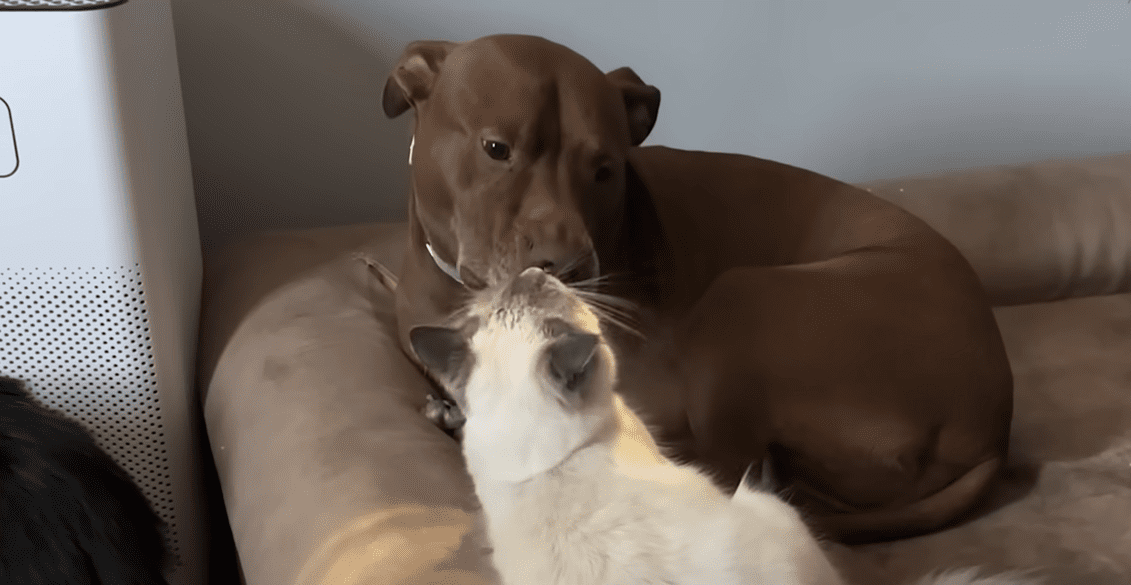 Pittie Raised With Cats Thinks He Is One The Dodo 1 26 screenshot