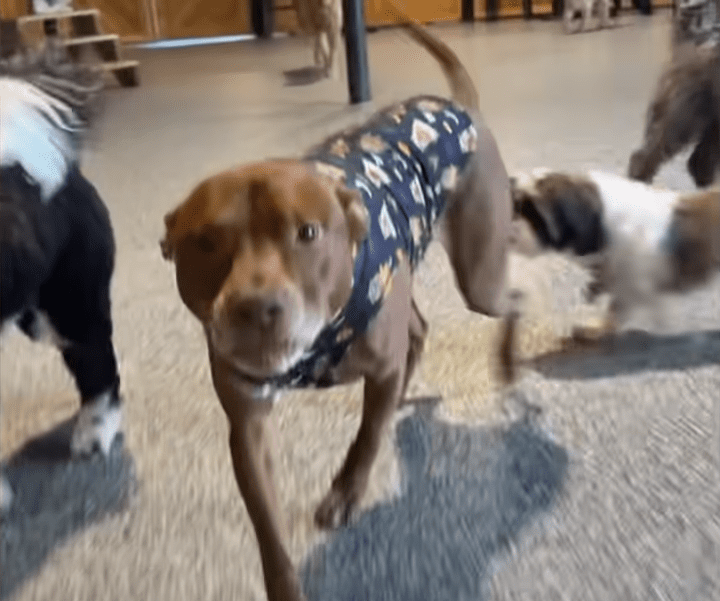 Pittie Raised With Cats Thinks He Is One The Dodo 2 7 screenshot