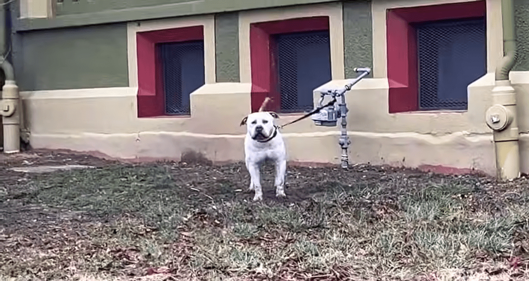 Pittie Tied Up On A Short Leash Didnt Know His Life Was About To Change The Dodo 0 17 screenshot