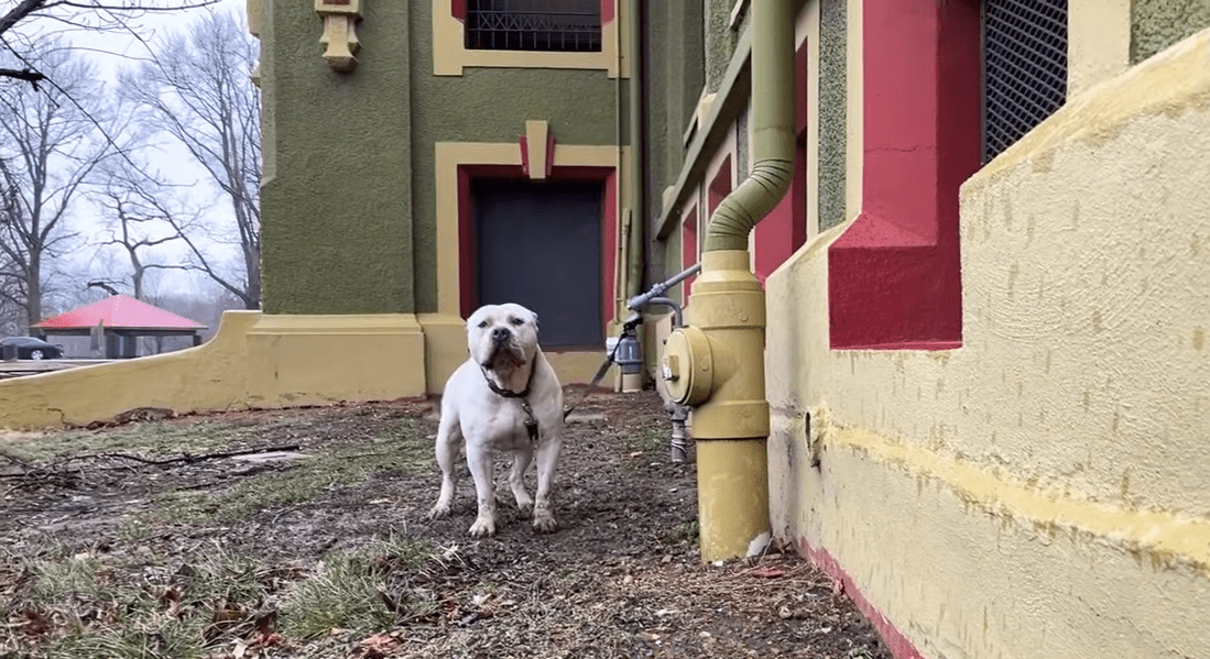 Pittie Tied Up On A Short Leash Didnt Know His Life Was About To Change The Dodo 0 35 screenshot