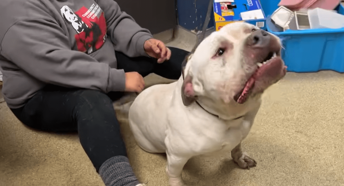 Pittie Tied Up On A Short Leash Didnt Know His Life Was About To Change The Dodo 0 59 screenshot