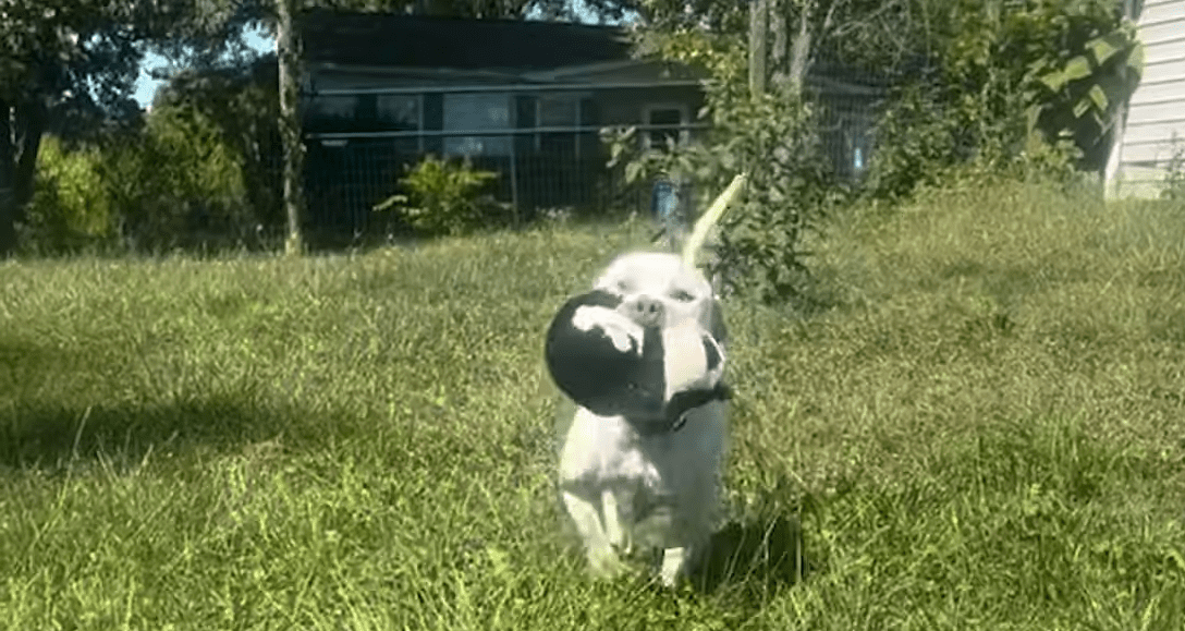 Pittie Tied Up On A Short Leash Didnt Know His Life Was About To Change The Dodo 1 28 screenshot