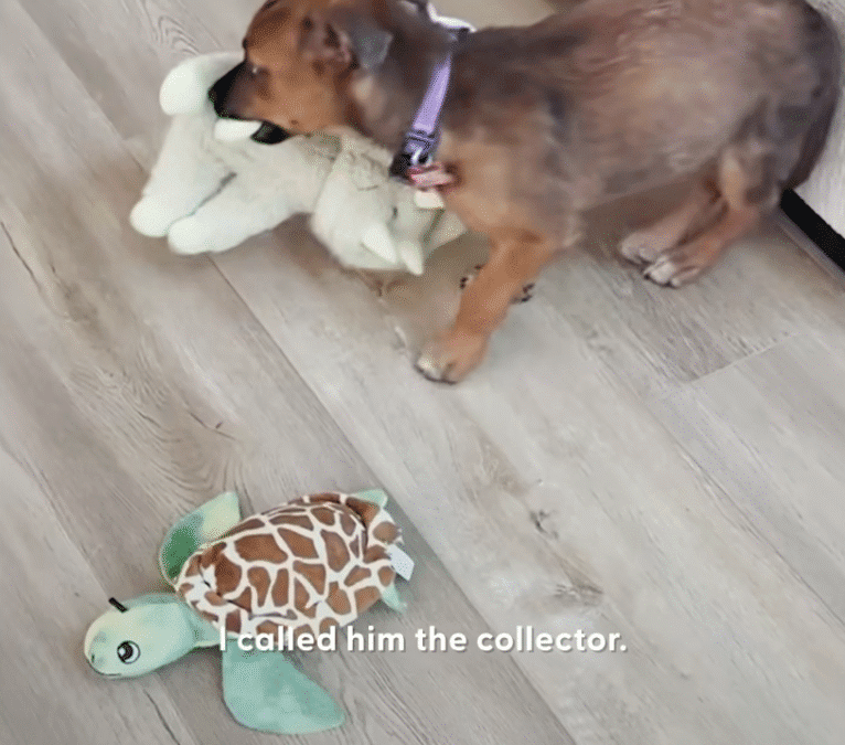 Puppy Abandoned On A Baseball Field Gets So Wiggly Opening Presents The Dodo 0 41 screenshot