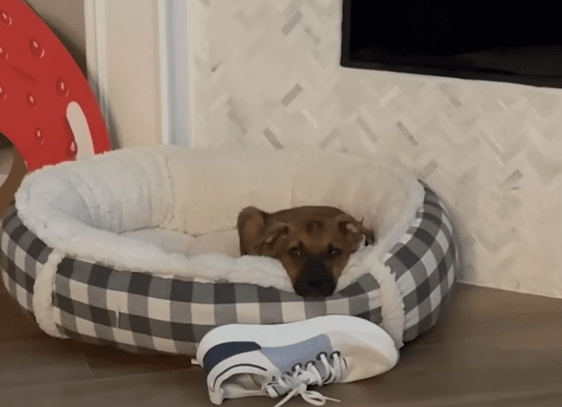 Puppy Abandoned On A Baseball Field Gets So Wiggly Opening Presents The Dodo 0 45 screenshot