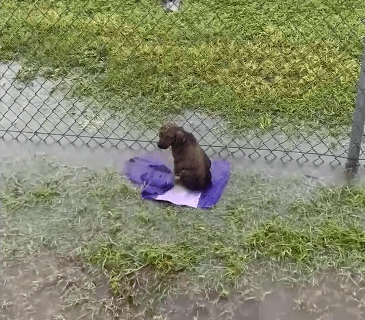 Puppy Abandoned On A Baseball Field Gets So Wiggly Opening Presents The Dodo 0 5 screenshot