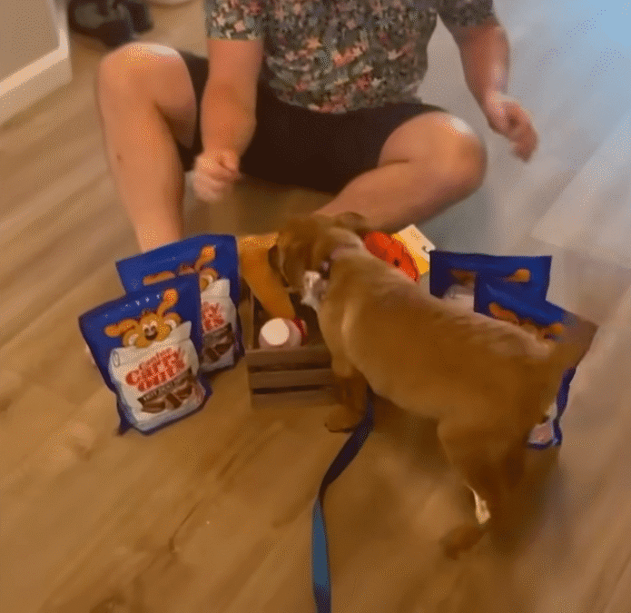 Puppy Abandoned On A Baseball Field Gets So Wiggly Opening Presents The Dodo 1 2 screenshot