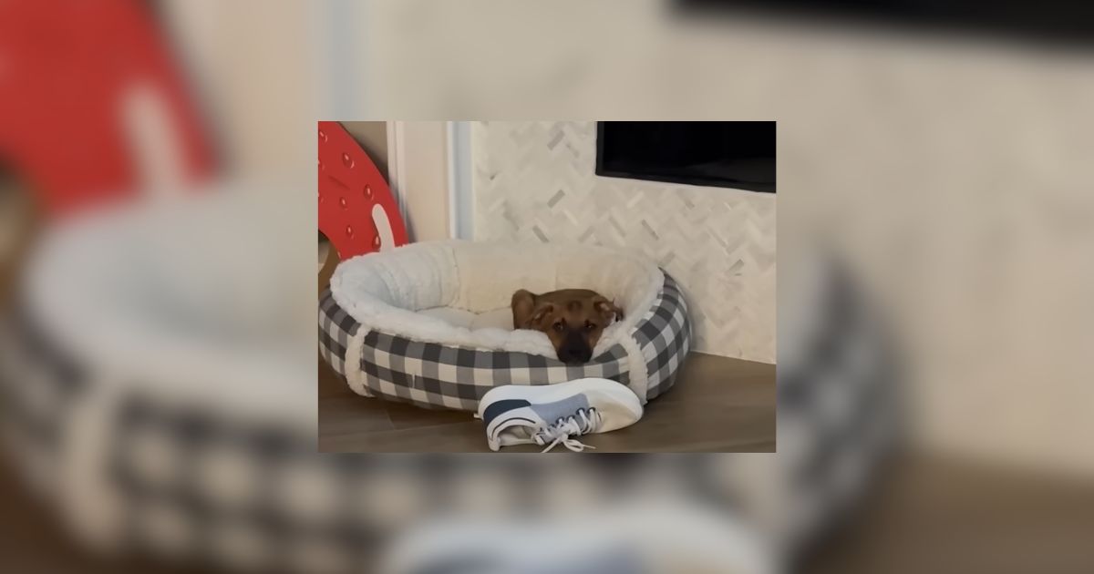 Puppy Abandoned On A Baseball Field In Florida Gets So Wiggly Opening Presents
