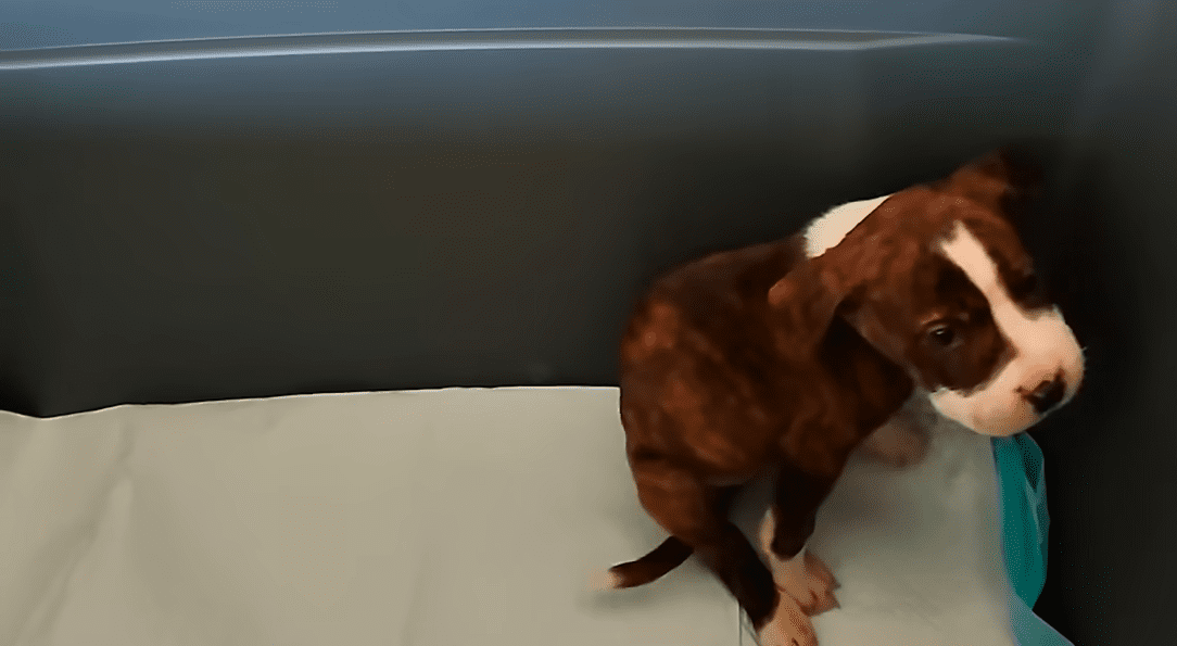 Puppy Found With Mouth Sealed Shut Finds The Perfect Mama The Dodo 0 34 screenshot
