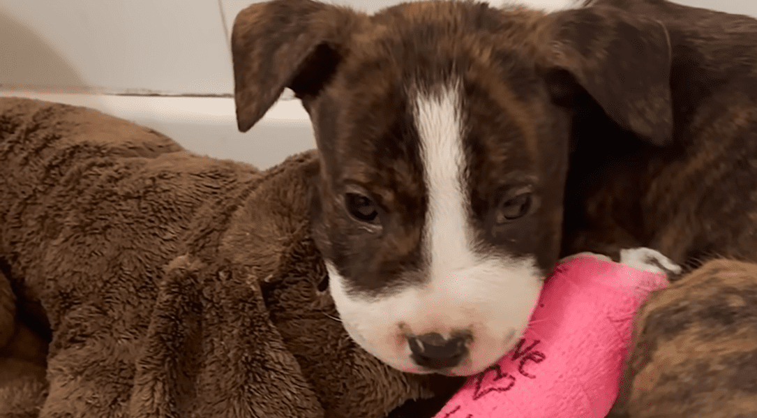 Puppy Found With Mouth Sealed Shut Finds The Perfect Mama The Dodo 0 55 screenshot