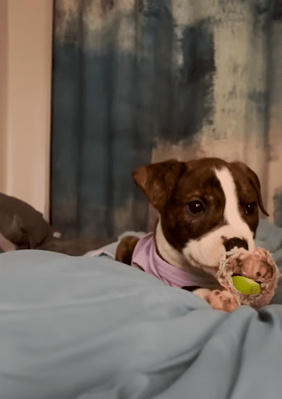 Puppy Found With Mouth Sealed Shut Finds The Perfect Mama The Dodo 1 19 screenshot