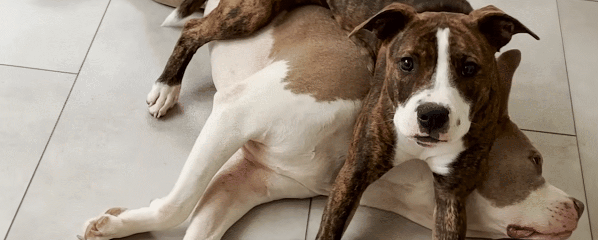 Puppy Found With Mouth Sealed Shut Finds The Perfect Mama The Dodo 2 2 screenshot