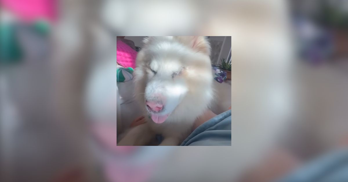 San Diego Blind Husky Abandoned Outdoors Has The Best Glow Up