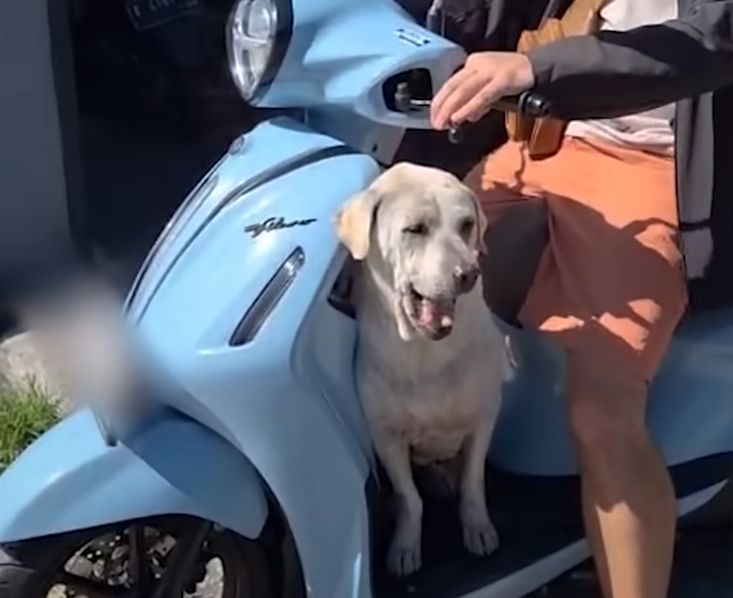Senior Dog Who Refuses To Walk Loves Dads Moped The Dodo 0 12 screenshot