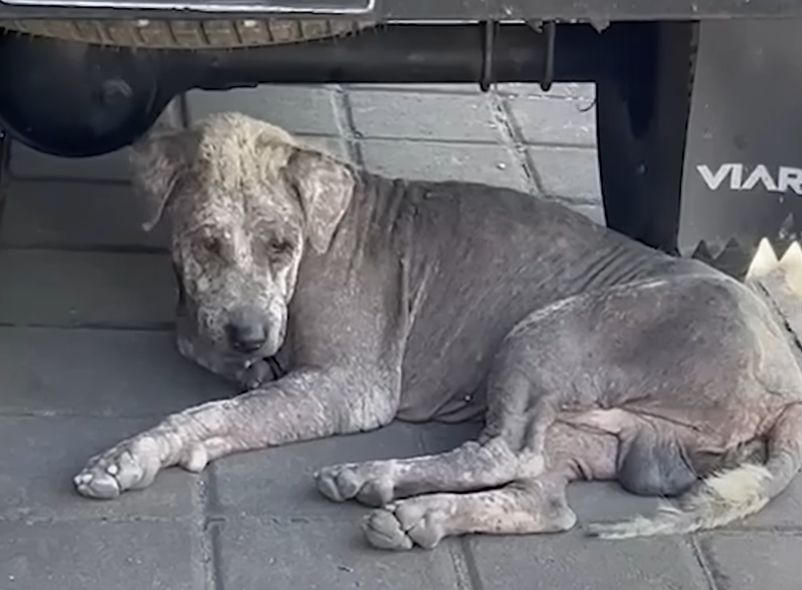 Senior Dog Who Refuses To Walk Loves Dads Moped The Dodo 0 48 screenshot