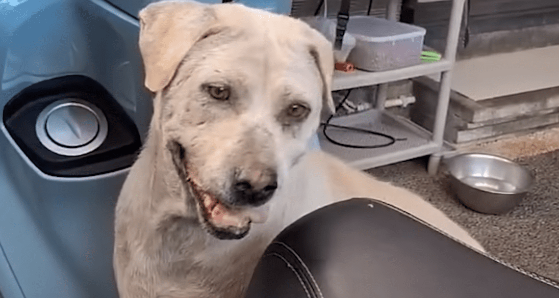 Senior Dog Who Refuses To Walk Loves Dads Moped The Dodo 1 17 screenshot