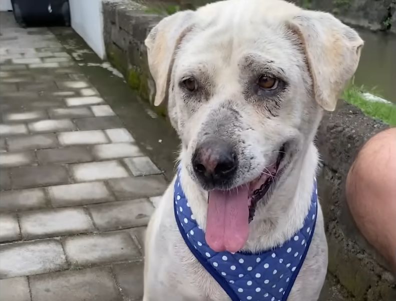 Senior Dog Who Refuses To Walk Loves Dads Moped The Dodo 1 7 screenshot