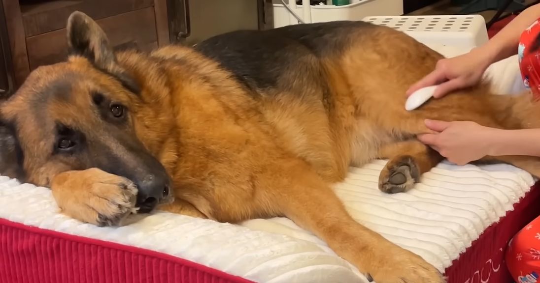 Senior German Shepherd Loves to Bring Grandma Her Slippers The Dodo 0 51 screenshot