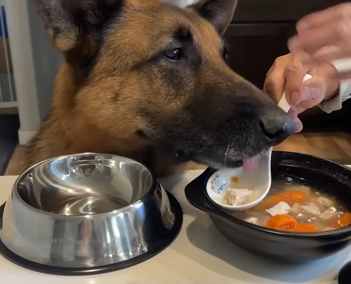 Senior German Shepherd Loves to Bring Grandma Her Slippers The Dodo 0 8 screenshot