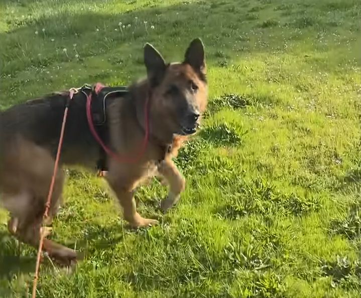 Senior German Shepherd Loves to Bring Grandma Her Slippers The Dodo 1 41 screenshot