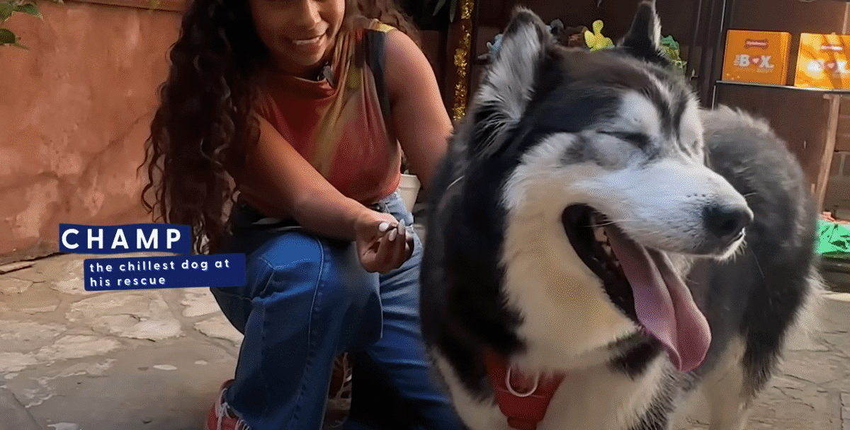 Shelter Husky Goes On Wild Shopping Spree The Dodo 0 13 screenshot