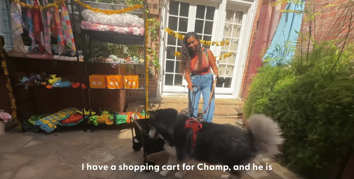 Shelter Husky Goes On Wild Shopping Spree The Dodo 0 37 screenshot