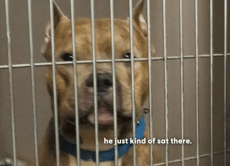Shelter Volunteer Meets One Pittie She Couldnt Go Home Without The Dodo 0 30 screenshot