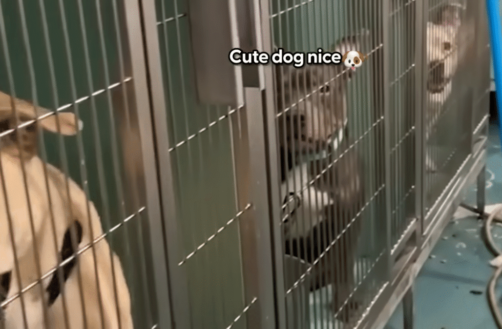 Shelter Volunteer Meets One Pittie She Couldnt Go Home Without The Dodo 0 7 screenshot 1
