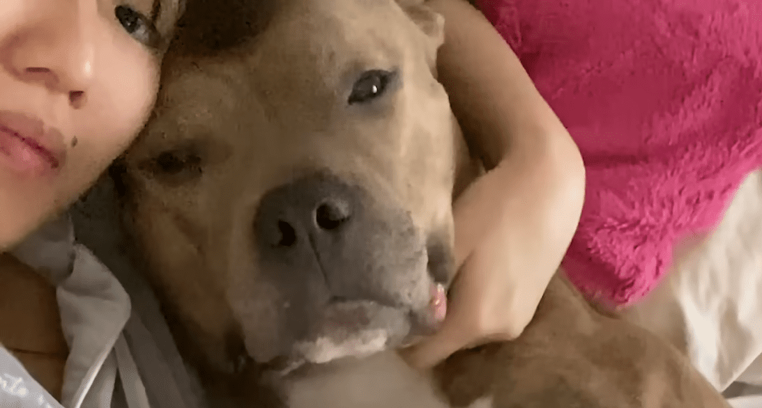 Shelter Volunteer Meets One Pittie She Couldnt Go Home Without The Dodo 1 11 screenshot