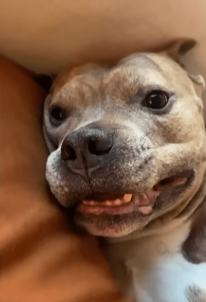 Shelter Volunteer Meets One Pittie She Couldnt Go Home Without The Dodo 1 16 screenshot