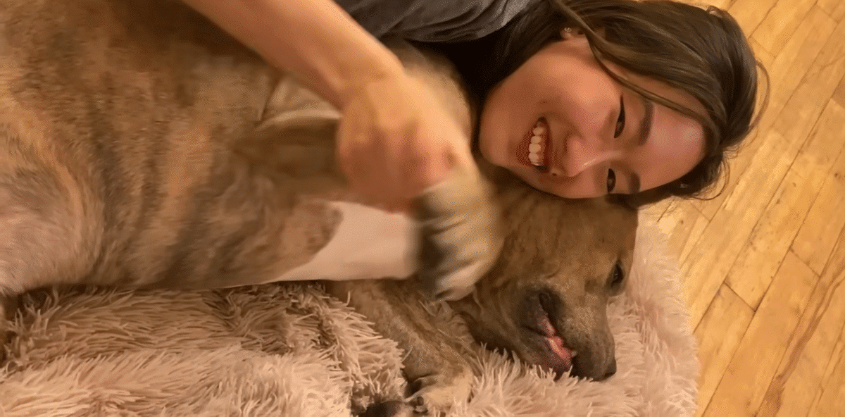 Shelter Volunteer Meets One Pittie She Couldnt Go Home Without The Dodo 1 27 screenshot 1