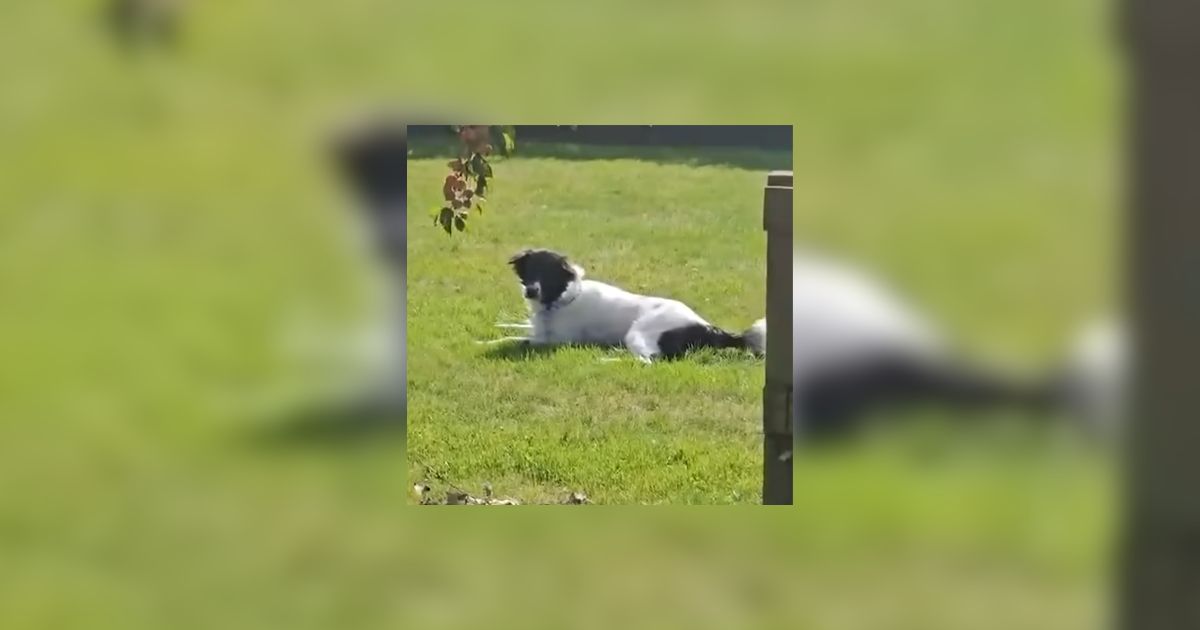 Sick Dog Rescued Outside 7 Eleven Makes A Miraculous Comeback