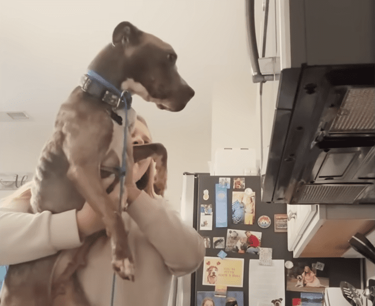 Skinny Pittie Almost Thrown Off A Bridge Overcomes Her Fears The Dodo 0 54 screenshot