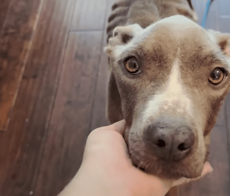 Skinny Pittie Almost Thrown Off A Bridge Overcomes Her Fears The Dodo 0 7 screenshot