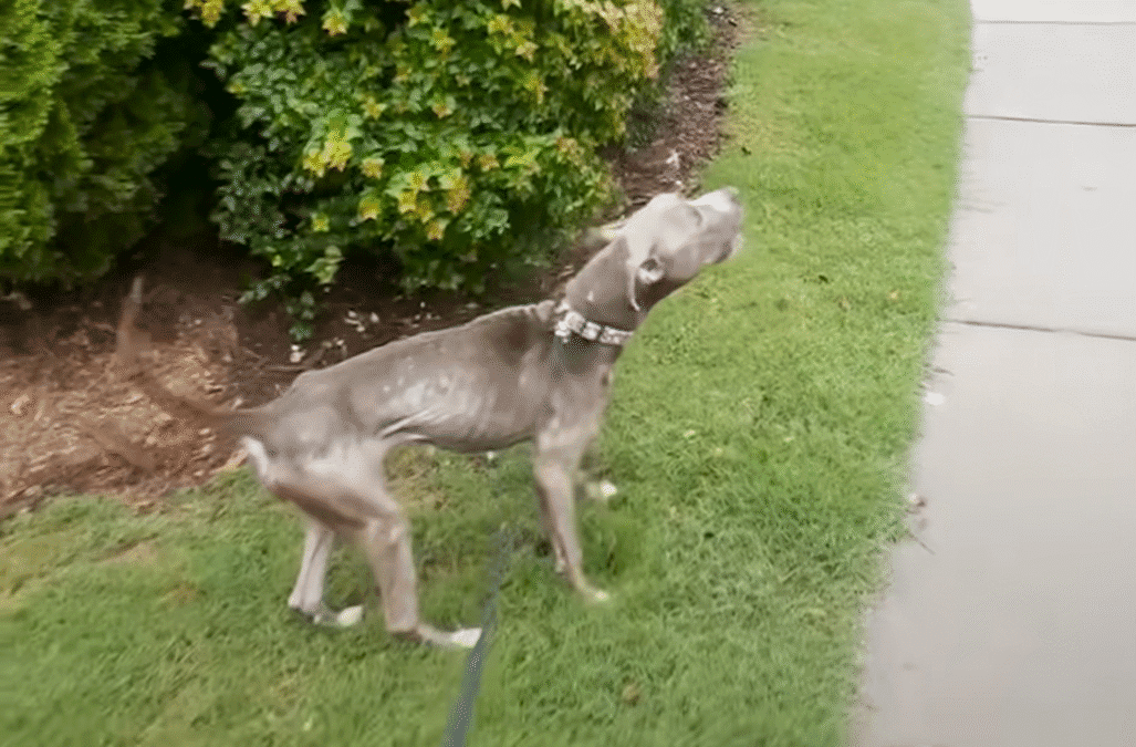 Skinny Pittie Almost Thrown Off A Bridge Overcomes Her Fears The Dodo 1 2 screenshot