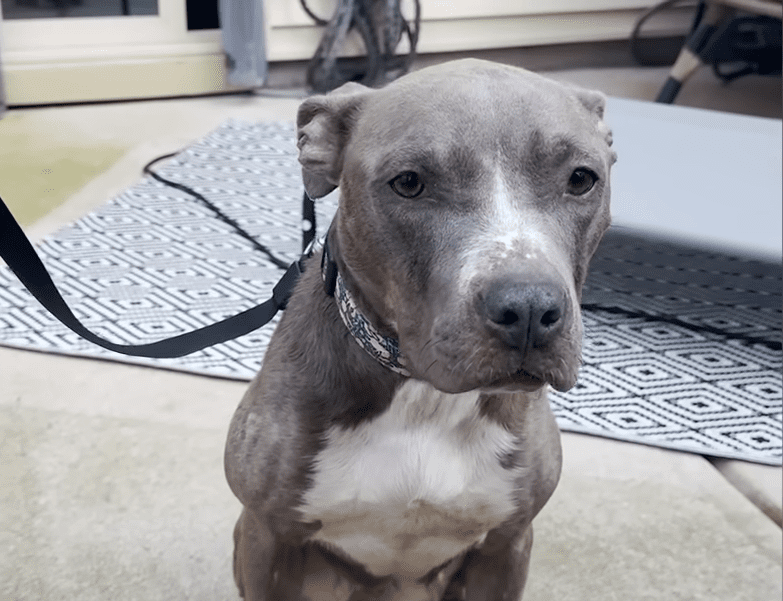 Skinny Pittie Almost Thrown Off A Bridge Overcomes Her Fears The Dodo 1 32 screenshot