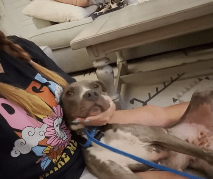 Skinny Pittie Almost Thrown Off A Bridge Overcomes Her Fears The Dodo 1 49 screenshot