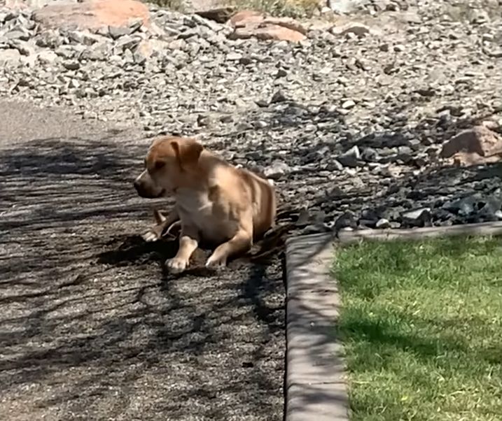 Stray Dog Wags His Tail For The First Time — When He Meets A Girl Dog The Dodo 0 48 screenshot