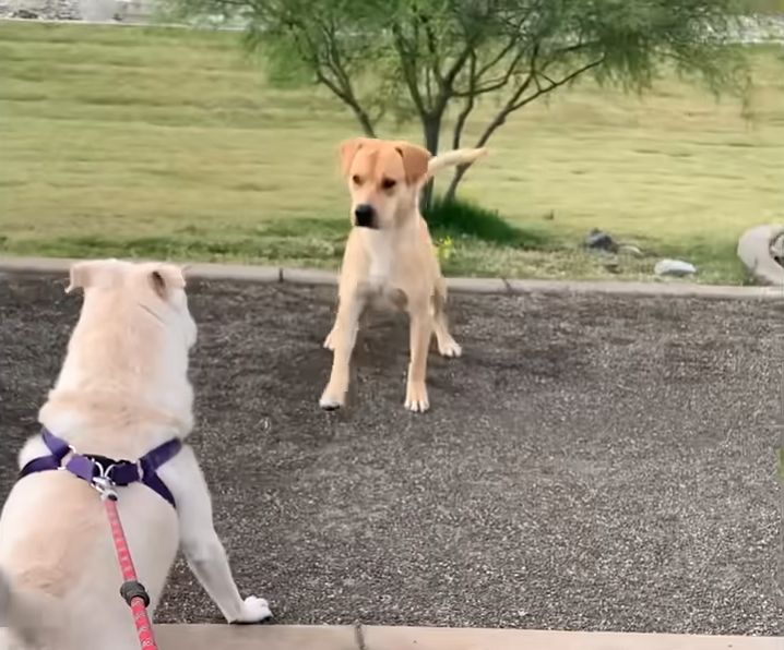 Stray Dog Wags His Tail For The First Time — When He Meets A Girl Dog The Dodo 1 21 screenshot