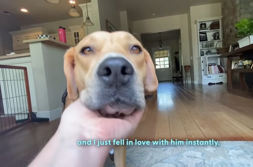 Stray Dog Wags His Tail For The First Time — When He Meets A Girl Dog The Dodo 4 23 screenshot