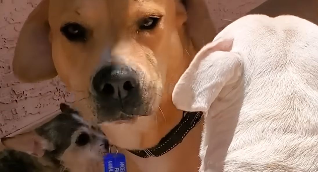 Stray Dog Wags His Tail For The First Time — When He Meets A Girl Dog The Dodo 4 33 screenshot