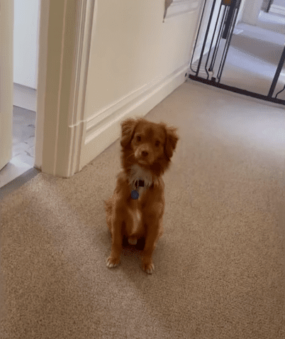 Terrified Stray Dog Becomes The Protector Of The House The Dodo 0 25 screenshot