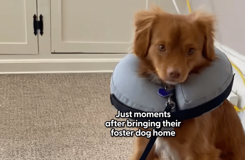 Terrified Stray Dog Becomes The Protector Of The House The Dodo 0 3 screenshot