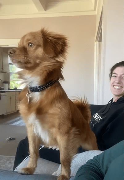 Terrified Stray Dog Becomes The Protector Of The House The Dodo 1 57 screenshot