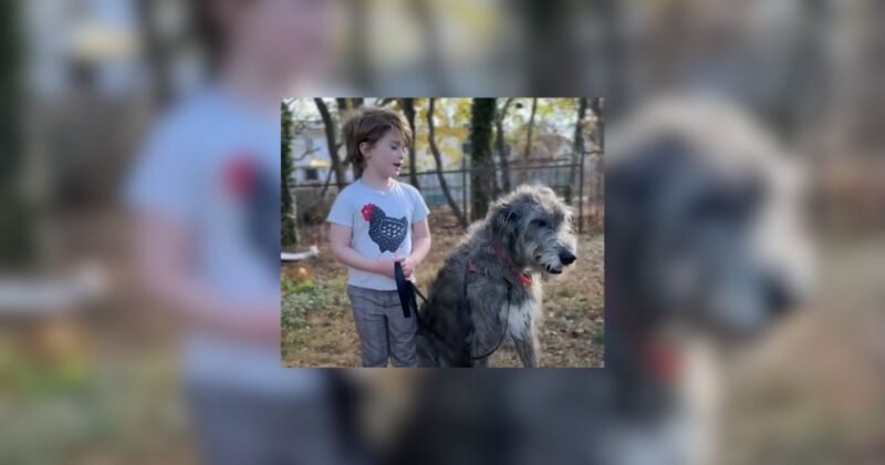 Texas Dog Becomes Emotional Support Guardian To Tiny Animals And Her Human Brother dog news