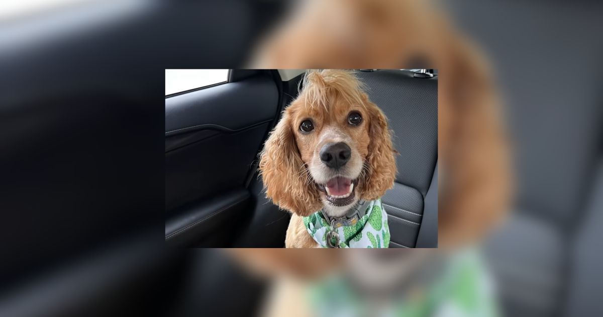Texas Dog Left Outside In Scorching Heat Finds Safety With Neighbor