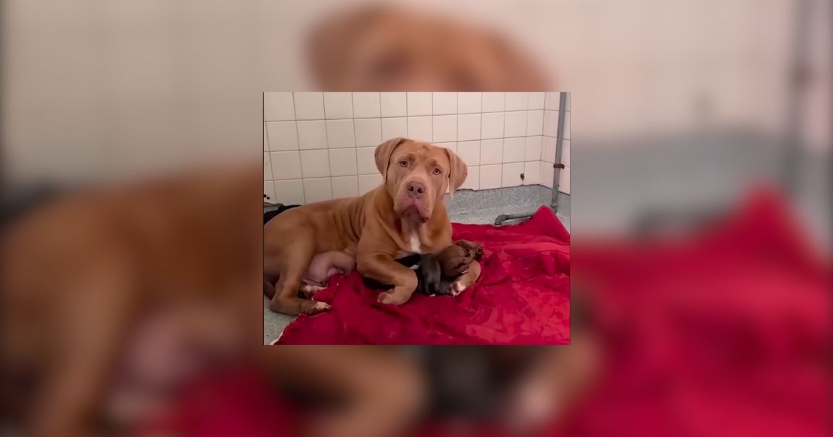 Texas Gentle Giant Shelter Dog Becomes Foster Mom To Orphaned Puppies