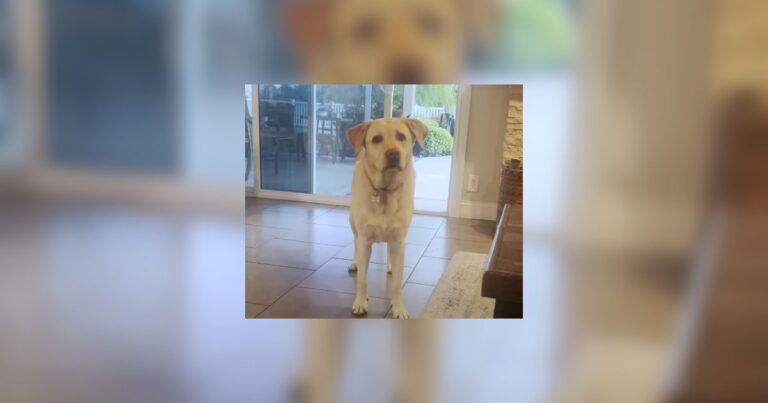 Texas Labrador Cant Stop Running Next Door To Visit Her Best Friend dog news