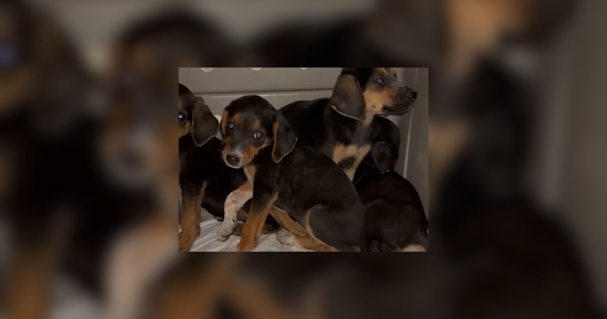 Texas Puppies Found In Trash Bag Begin Their New Life In Sanctuary Care