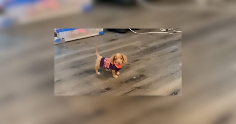 Texas Puppy Who Needed An Oxygen Bubble Learns To Breathe On Her Own dog news