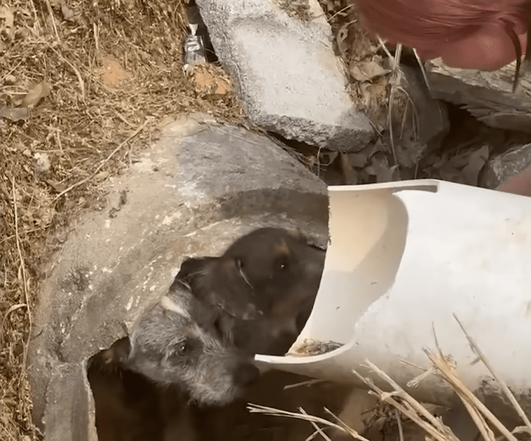 Two Neglected Terriers Were Found Hiding In A Drain Pipe The Dodo 0 1 screenshot